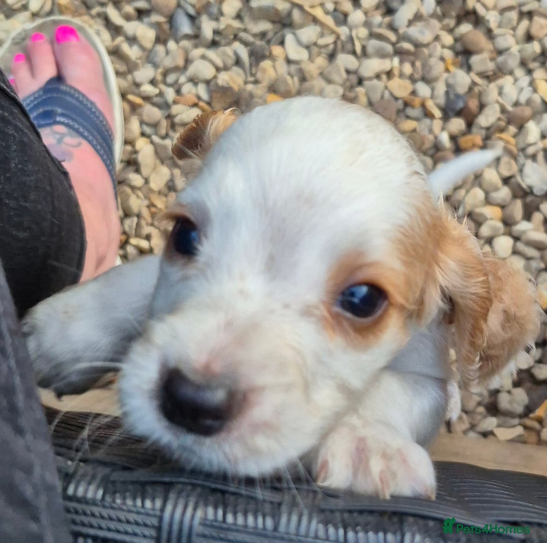 Sprocker dogs for sale: 5 Sprocker Puppies  - Image 5