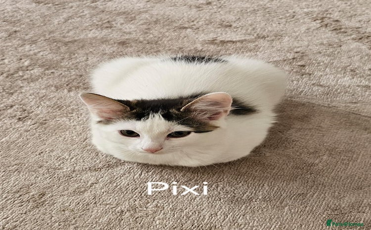 Mixed Breed cats - Advert 6