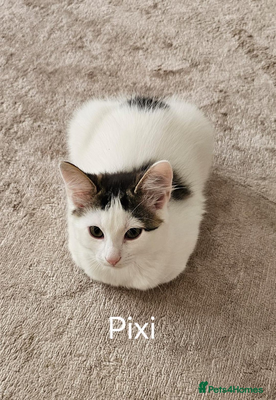 Mixed Breed cats for adoption: Rescue kitten Pixi needs forever home - Image 1