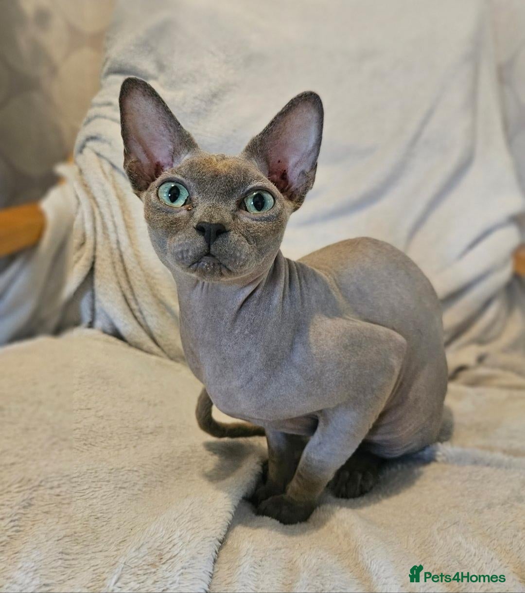 Sphynx cats Cuddly, friendly sphynx cat - Advert 5