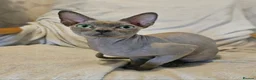 Sphynx cats for sale: Cuddly, friendly sphynx cat in Whitchurch - Advert 1