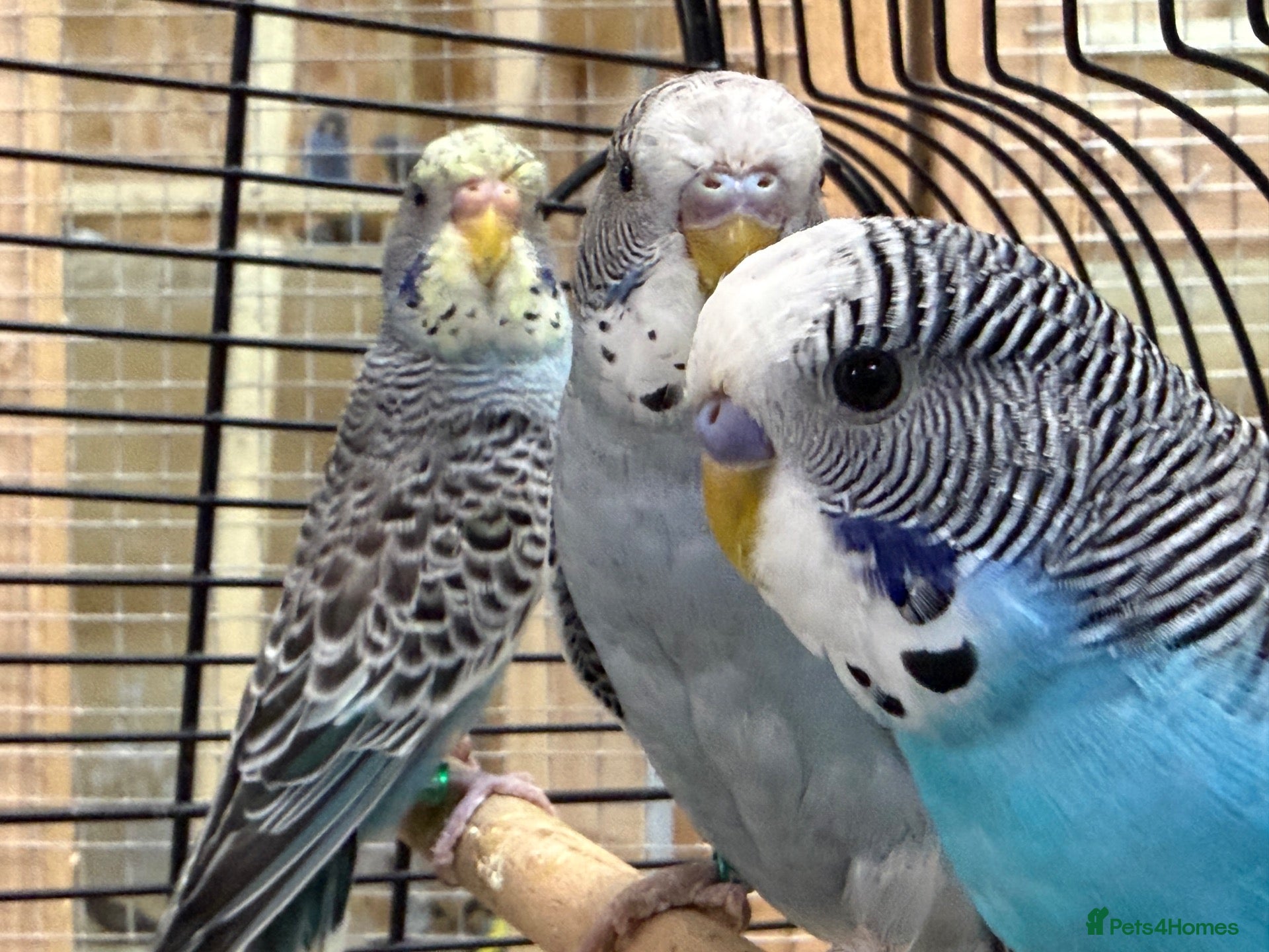 Budgerigars birds Black face splits  - Advert 20