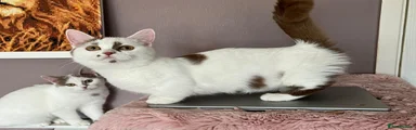 Super short legs Munchkin girl 