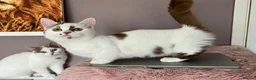 Munchkin cats for sale: Super short legs Munchkin kittens  - Advert 20