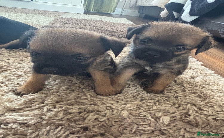 Border Terrier dogs - Advert 4