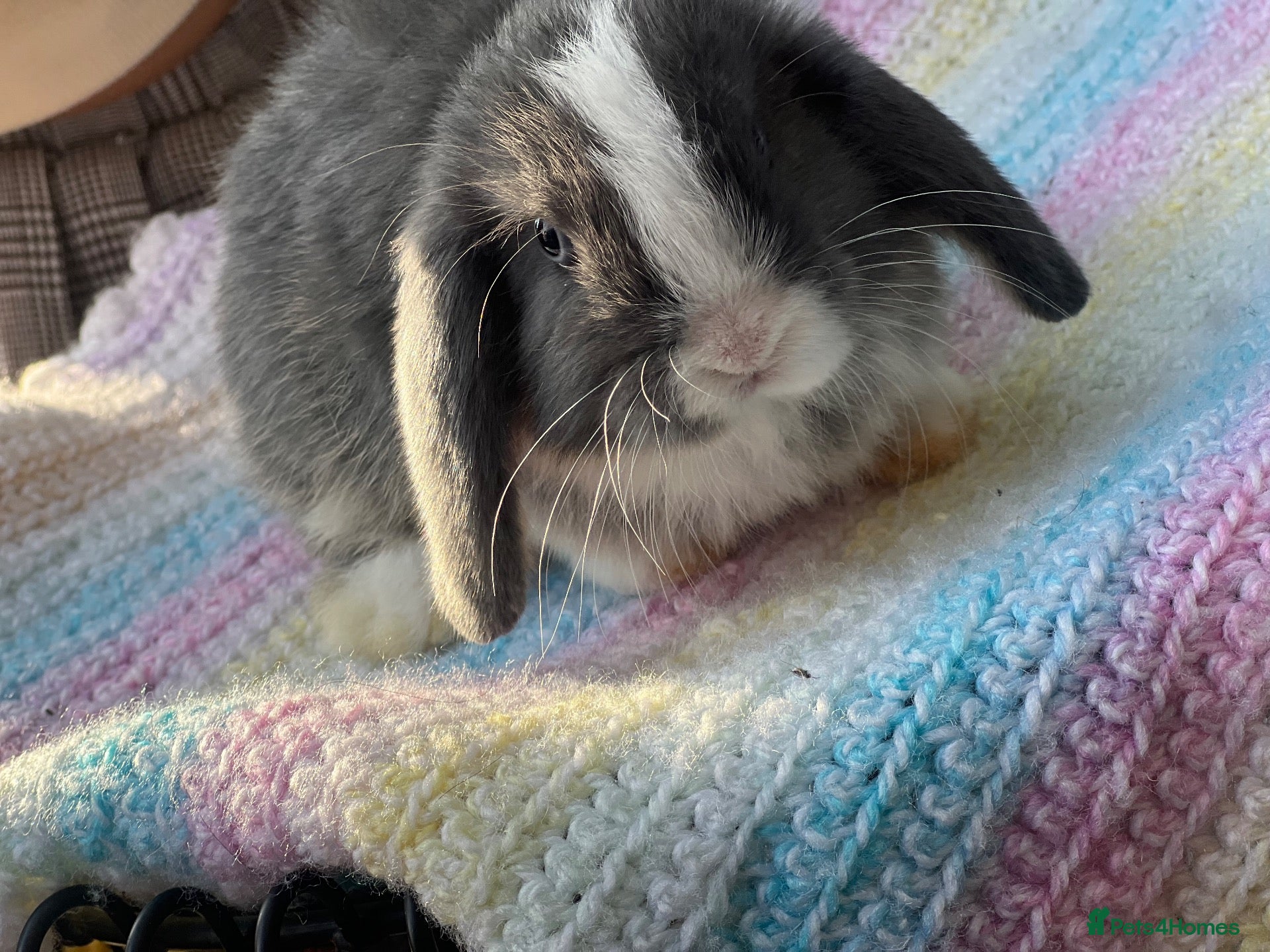 Mini Lop rabbits for sale: 10 weeks old Pure Bred Mini Lop Rabbit For Sale - Advert 7