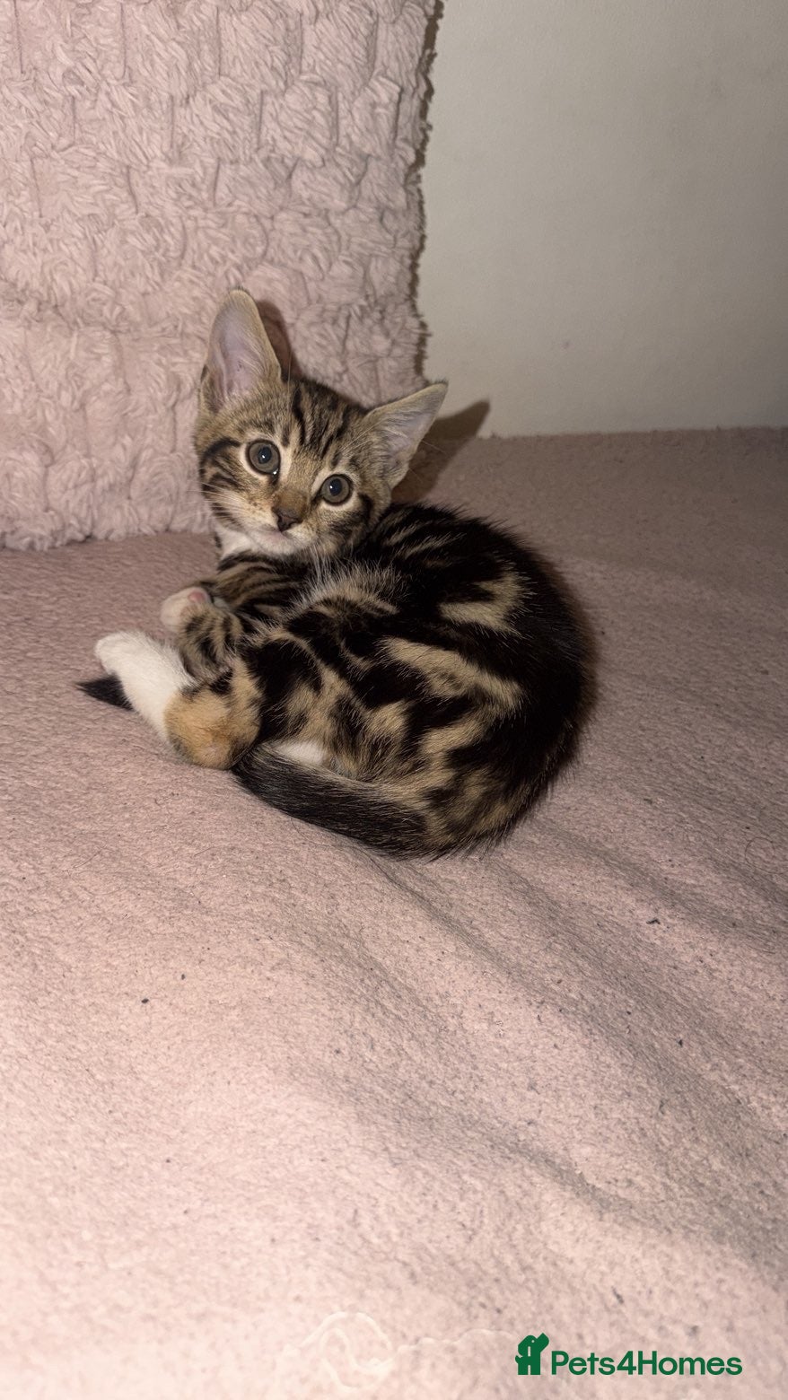Bengal cats Mixed breed bengal kitten - Advert 2