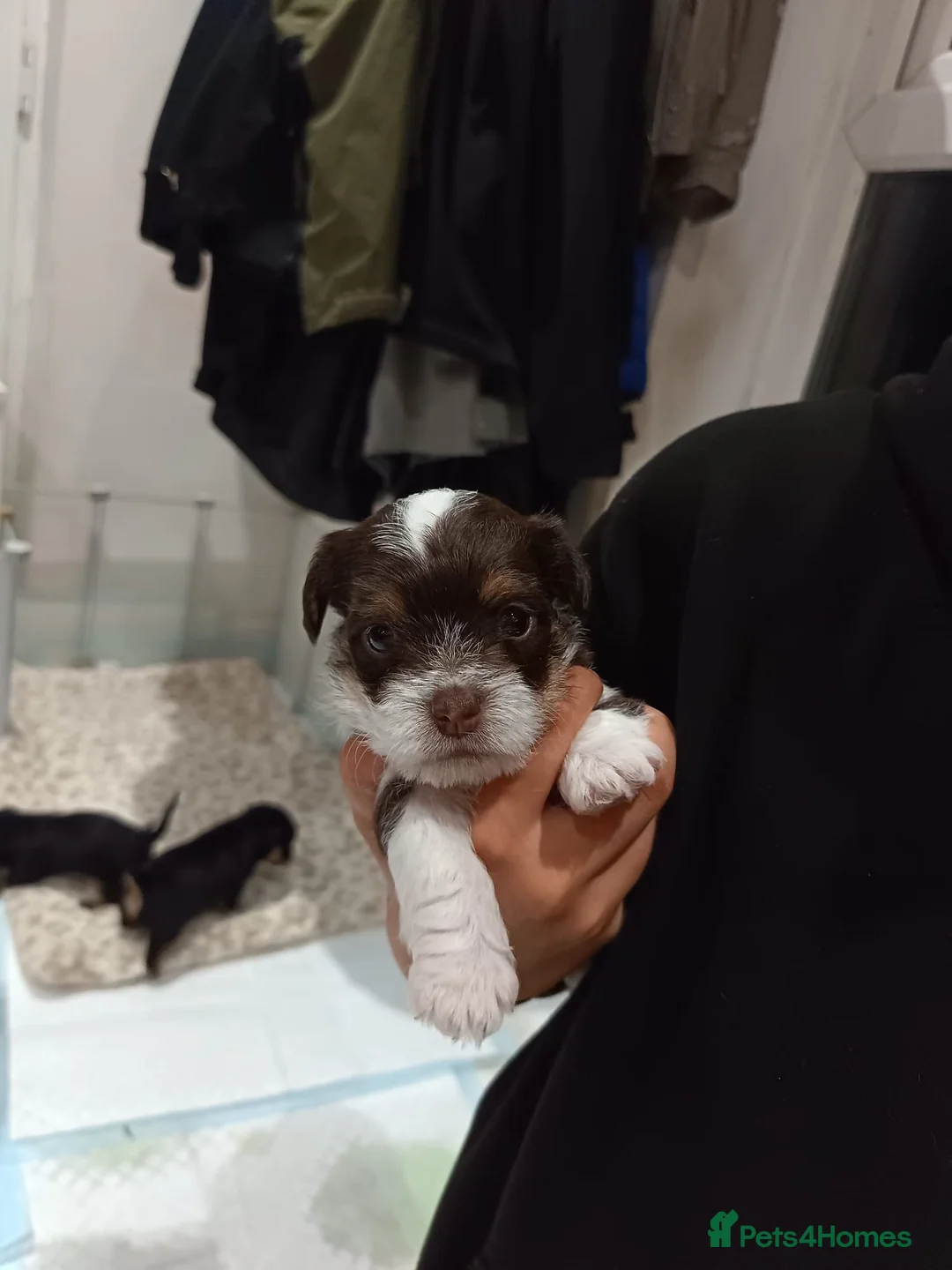 Chorkie dogs for sale: Chorkie puppies 🐶  - Advert 12