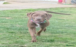 Mixed Breed dogs for sale: Weimaraner x Staffordshire Bull Terrier Female  - Image 1