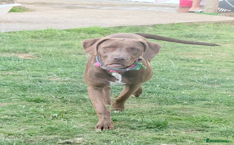 Mixed Breed dogs - Advert 1