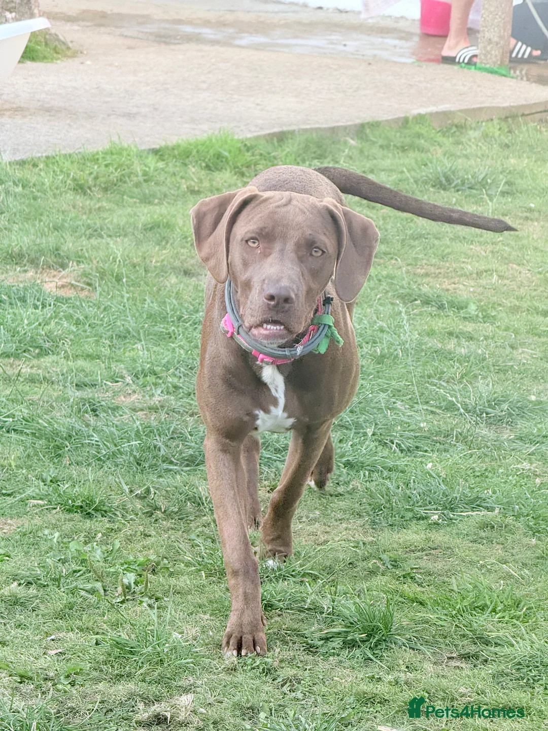 Mixed Breed dogs for sale: Weimaraner x Staffordshire Bull Terrier Female  - Advert 1