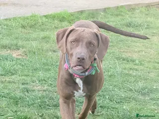 Mixed Breed dogs Weimaraner x Staffordshire Bull Terrier Female - Advert 12