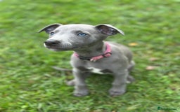 Whippet dogs for sale: READY NOW! STUNNING WHIPPET PUPPYS - Image 11