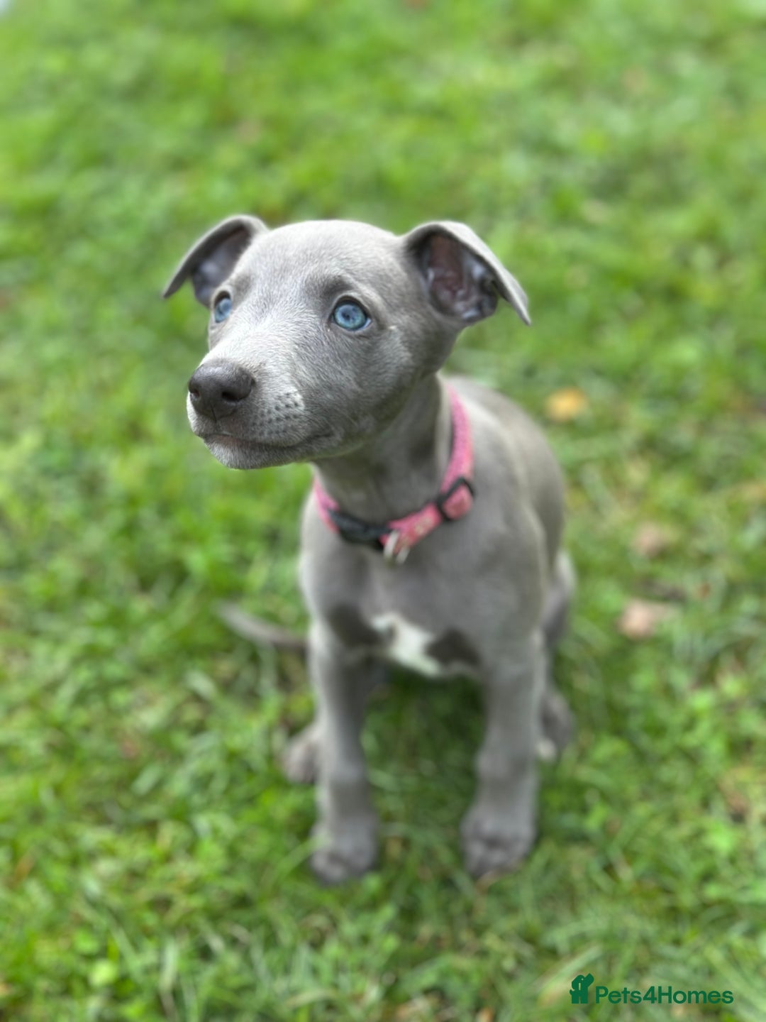 Whippet dogs for sale: READY NOW! STUNNING WHIPPET PUPPYS - Image 11