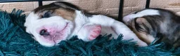 Beagle dogs for sale: Bundles of Beagle Joy Looking for Forever Homes in Epsom - Advert 6