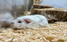 Guinea Pig rodents for sale: Lots of Baby Girls Guinea Pigs available 💗  - Image 7
