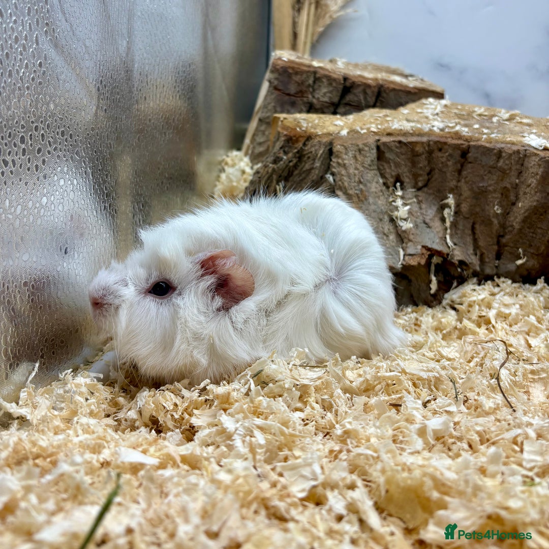 Guinea Pig rodents for sale: Lots of Baby Girls Guinea Pigs available 💗  - Image 7