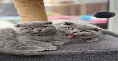 Scottish Fold cats - Advert 4