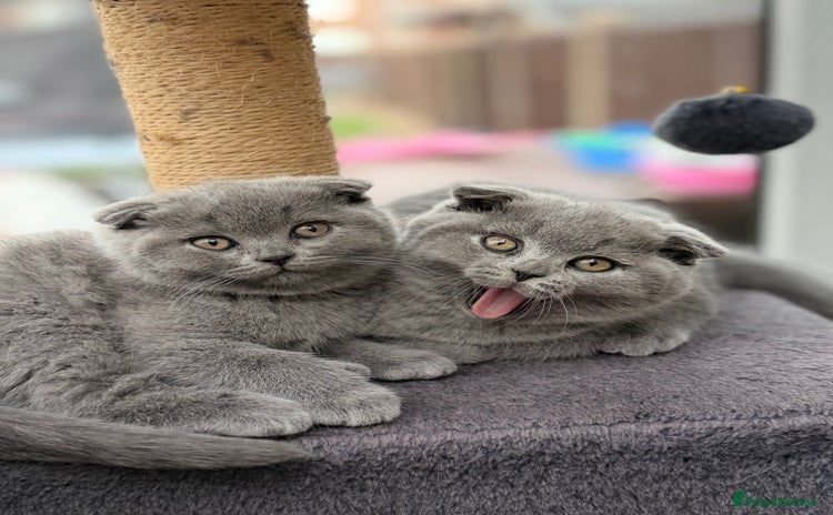 Scottish Fold cats - Advert 3