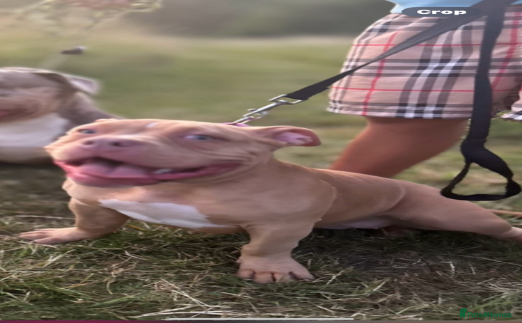 American Bully dogs - Advert 12