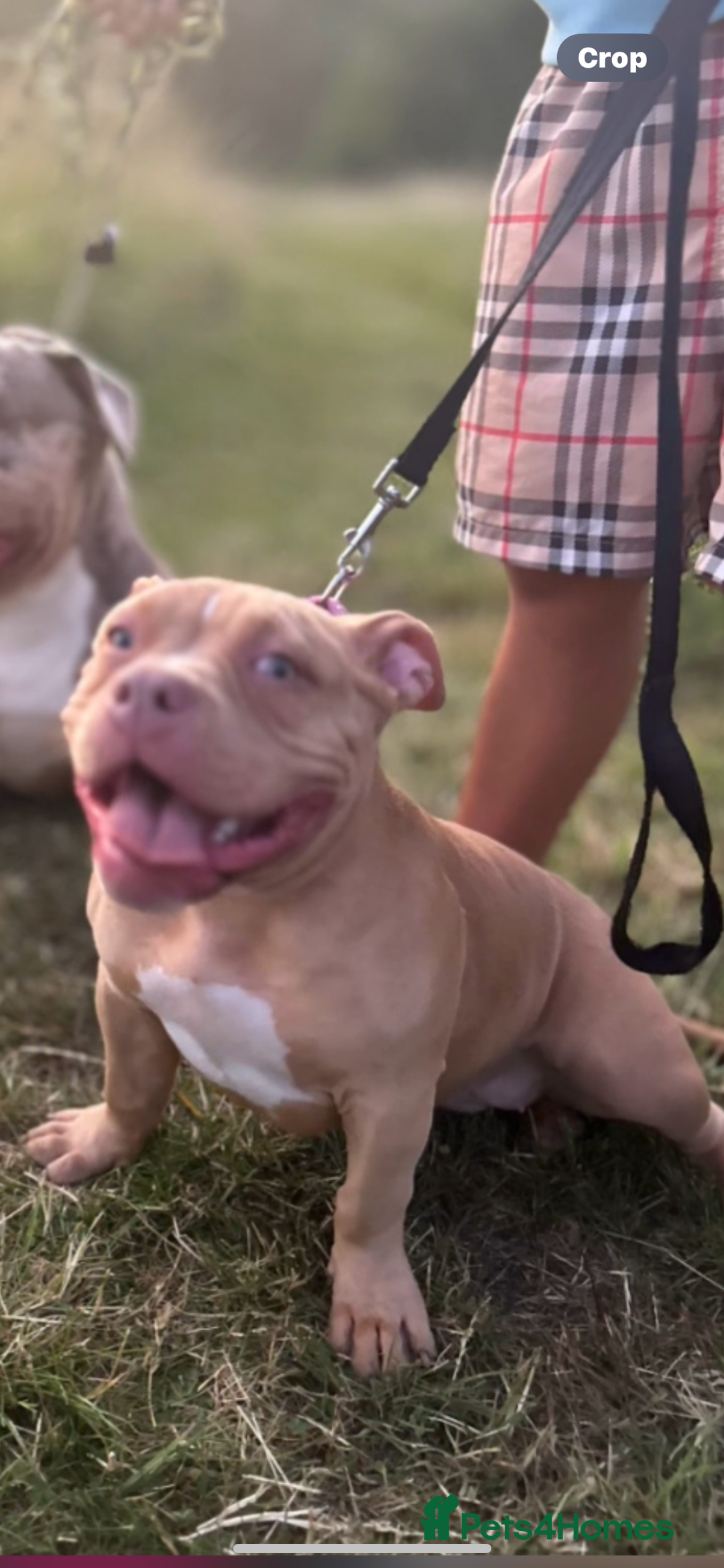 American Bully dogs for sale: 8 month old female pocket bully  - Image 1