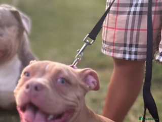 American Bully dogs - Advert 6