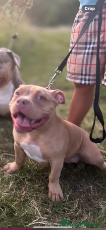 American Bully dogs - Advert 7