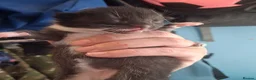 Mixed Breed cats for sale: Kittens looking for there forever home - Advert 6