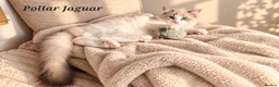 Ragdoll cats for sale: STUNNING TICA REGISTRED RAGDOLLS - Advert 1