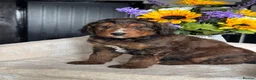 Bernedoodle dogs for sale: 2gorgeous medium size bernedoodle puppies  - Advert 12