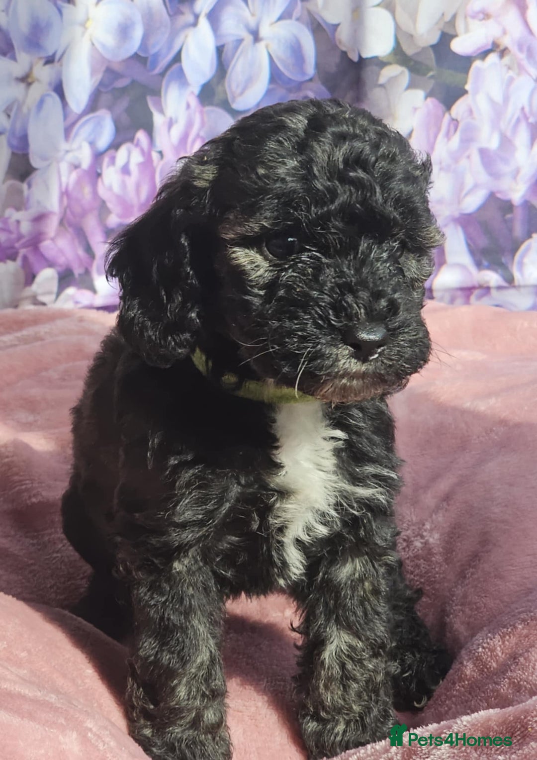 Cockapoo dogs for sale: sable & phantom & tri colour cockapoo puppies  - Image 29
