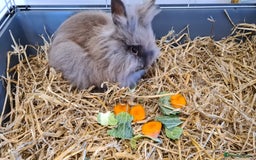 Lionhead rabbits for sale:  Last little Lionhead Boy Left - Image 1