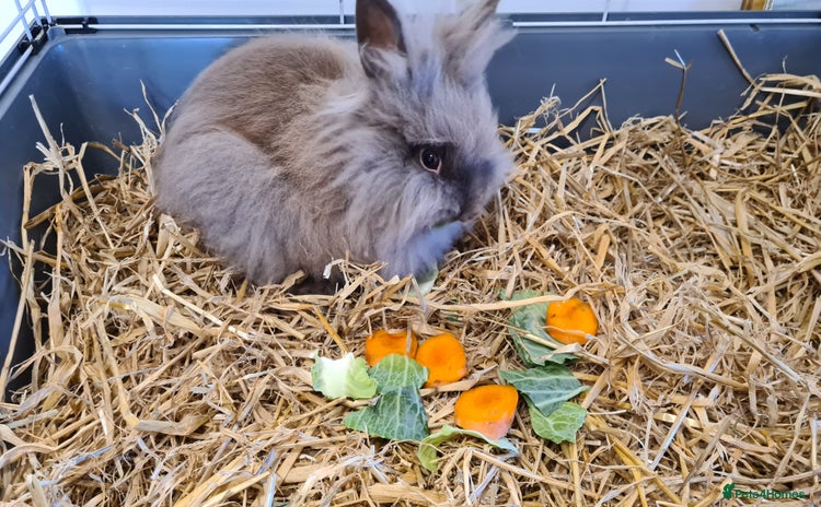 Lionhead rabbits - Advert 11