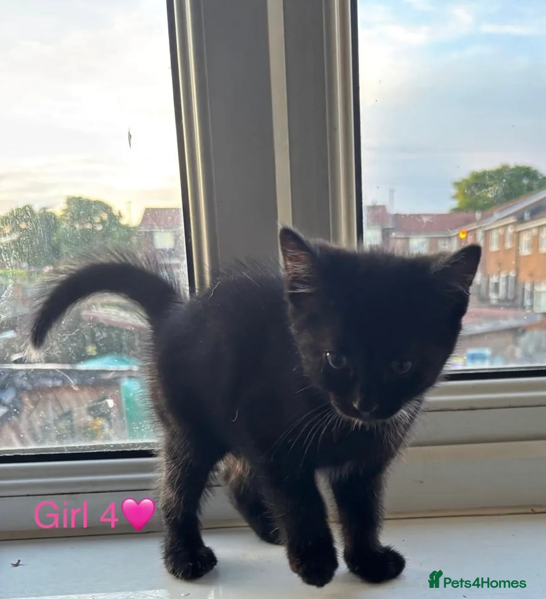Mixed Breed cats for sale: Mixed Breed kittens for sale in Sunderland - Advert 13