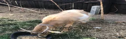 Goats livestock for sale: Two Golden Guernsey Goats in Wolverhampton - Advert 7