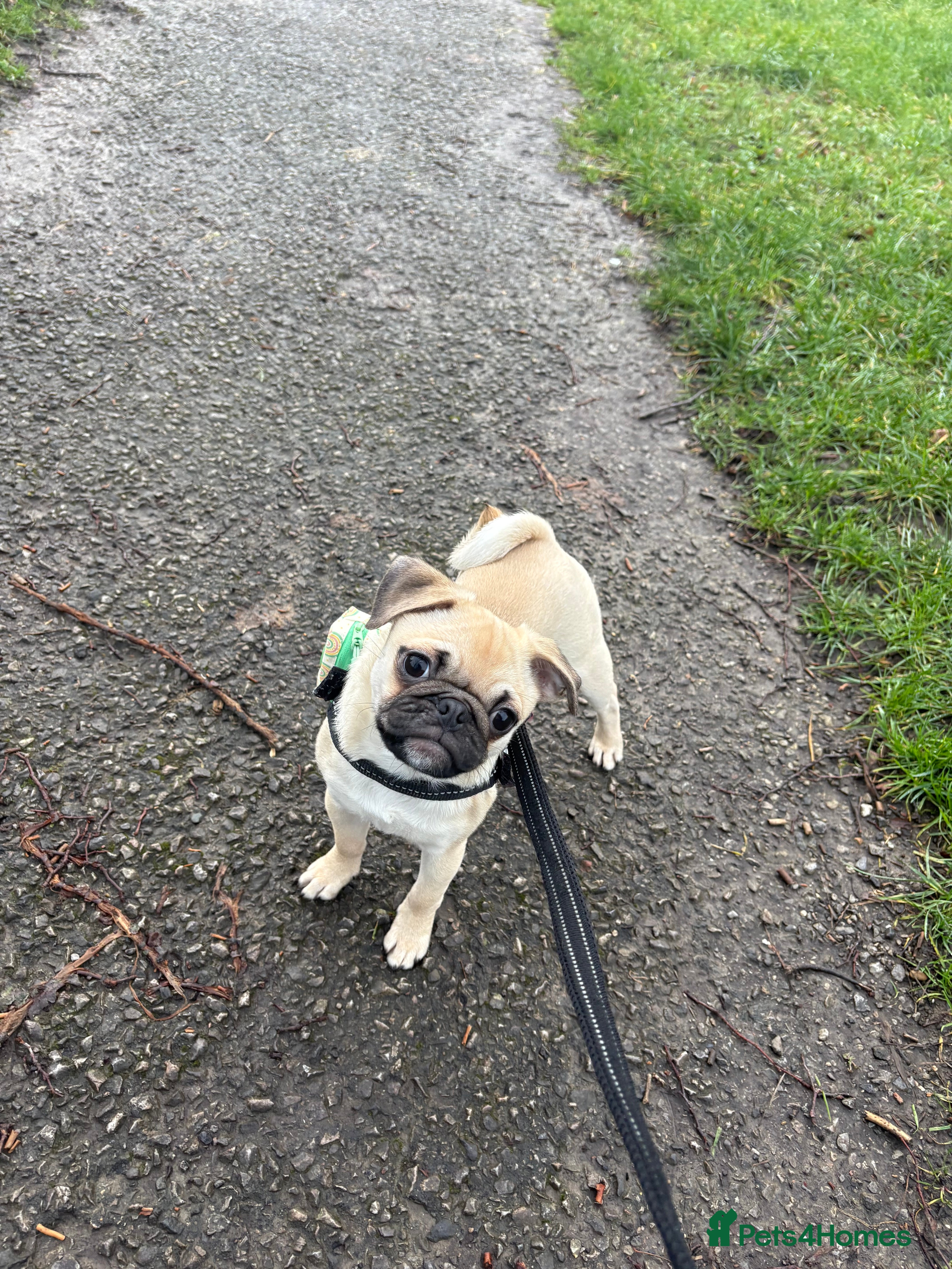 Pug dogs 5 month old pug boy looking for forever home - Advert 1