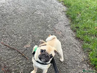 Pug dogs 5 month old pug boy looking for forever home - Advert 1