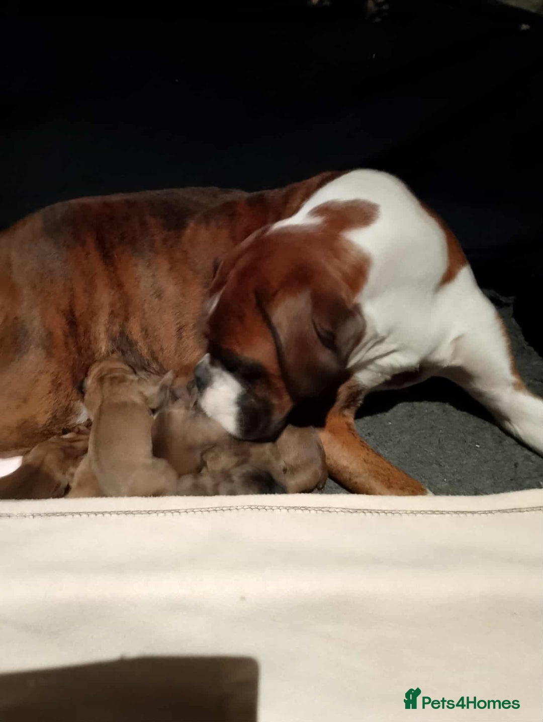 Boxer dogs for sale: Health Tested COI 1.5% KC Registered - Image 5