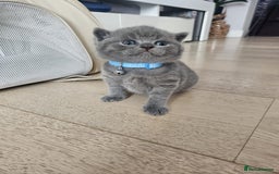 British Shorthair cats for sale: Quality British Shorthair Blue Kittens - Image 12