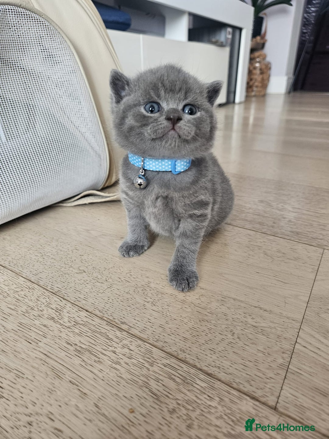 British Shorthair cats for sale: Quality British Shorthair Blue Kittens - Image 12