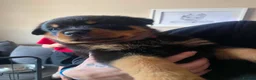 Rottweiler dogs for sale: 3 beautiful Rottweiler girl puppies available!  - Advert 8