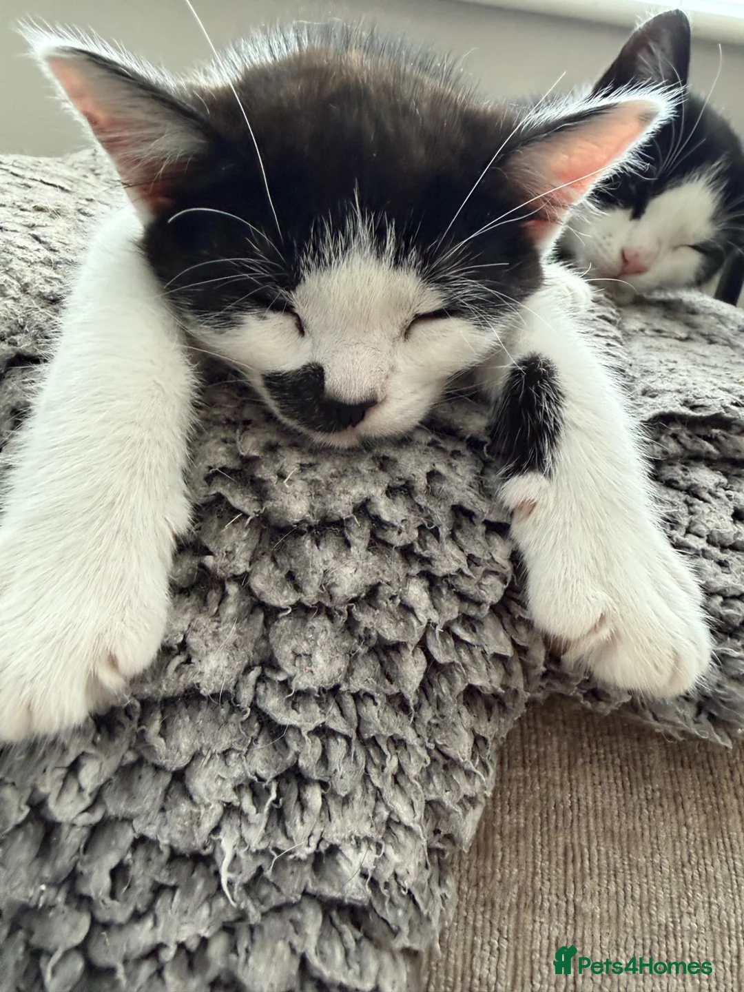 Mixed Breed cats for sale: Two boys looking for family  - Advert 12
