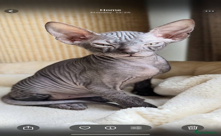 Sphynx cats - Advert 1