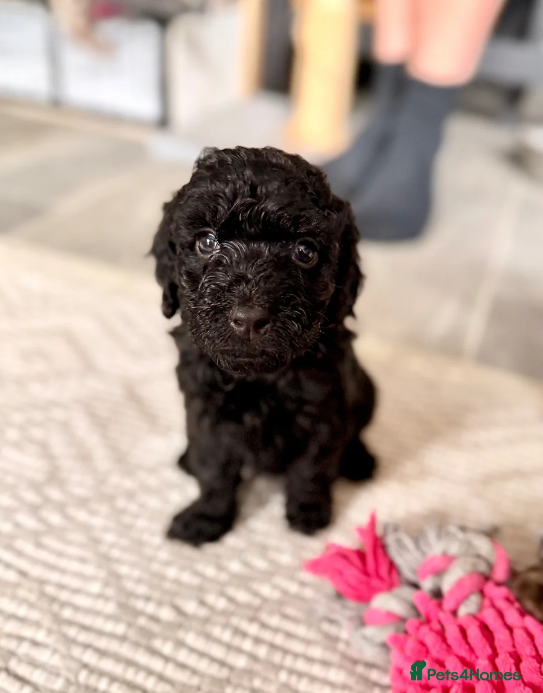 Cockapoo dogs for sale: Cockapoo Puppies ready soon  - Advert 23