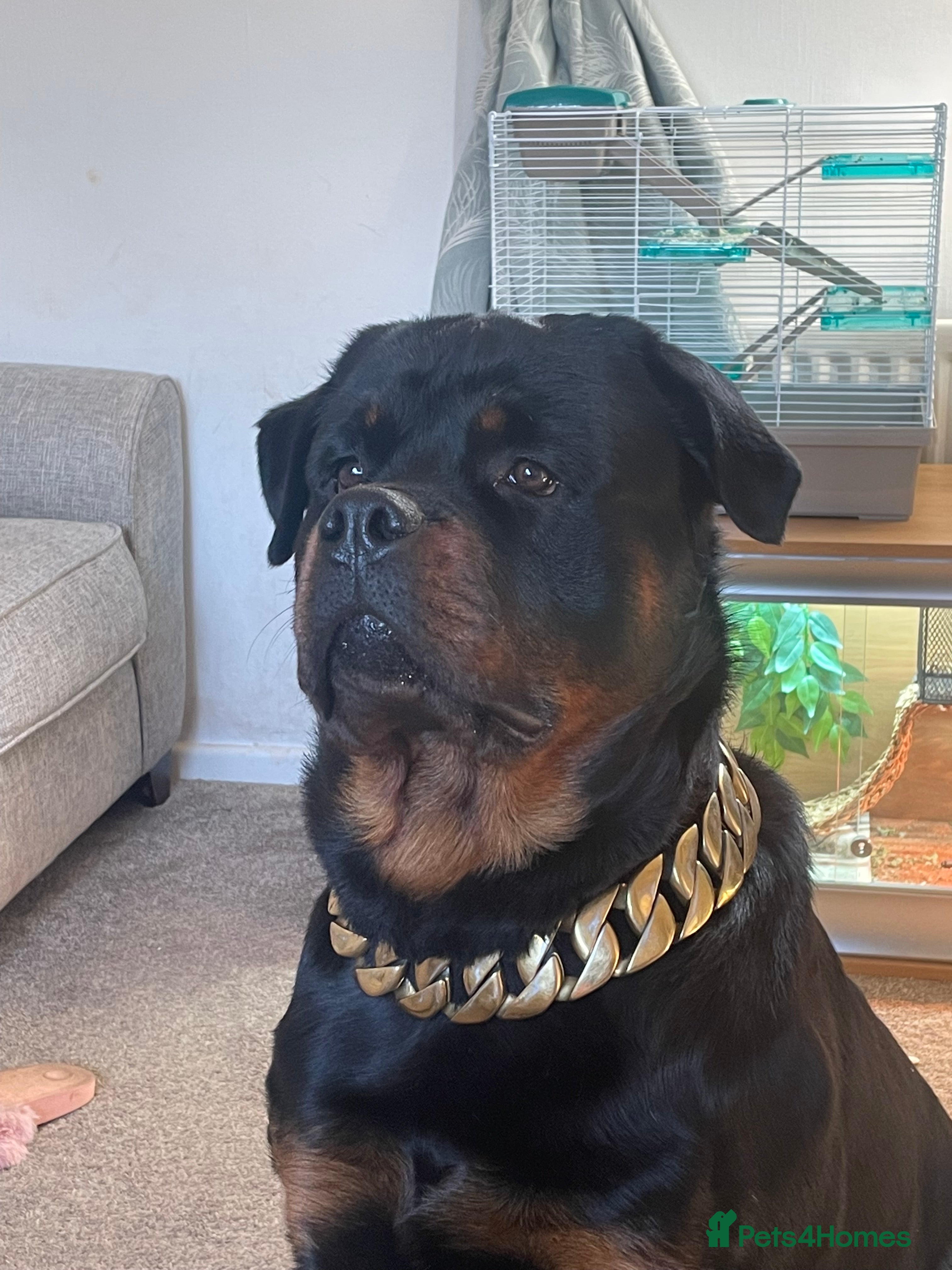Rottweiler dogs PROVEN STUD FULLY KC CHAMPION BLOODLINED MALE  in Telford - Advert 2