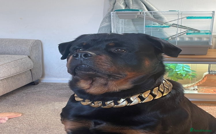 Rottweiler dogs in Telford - Advert 3