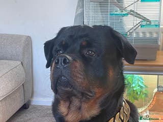Rottweiler dogs PROVEN STUD FULLY KC CHAMPION BLOODLINED MALE in Telford - Advert 15
