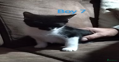 Mixed Breed cats - Advert 5