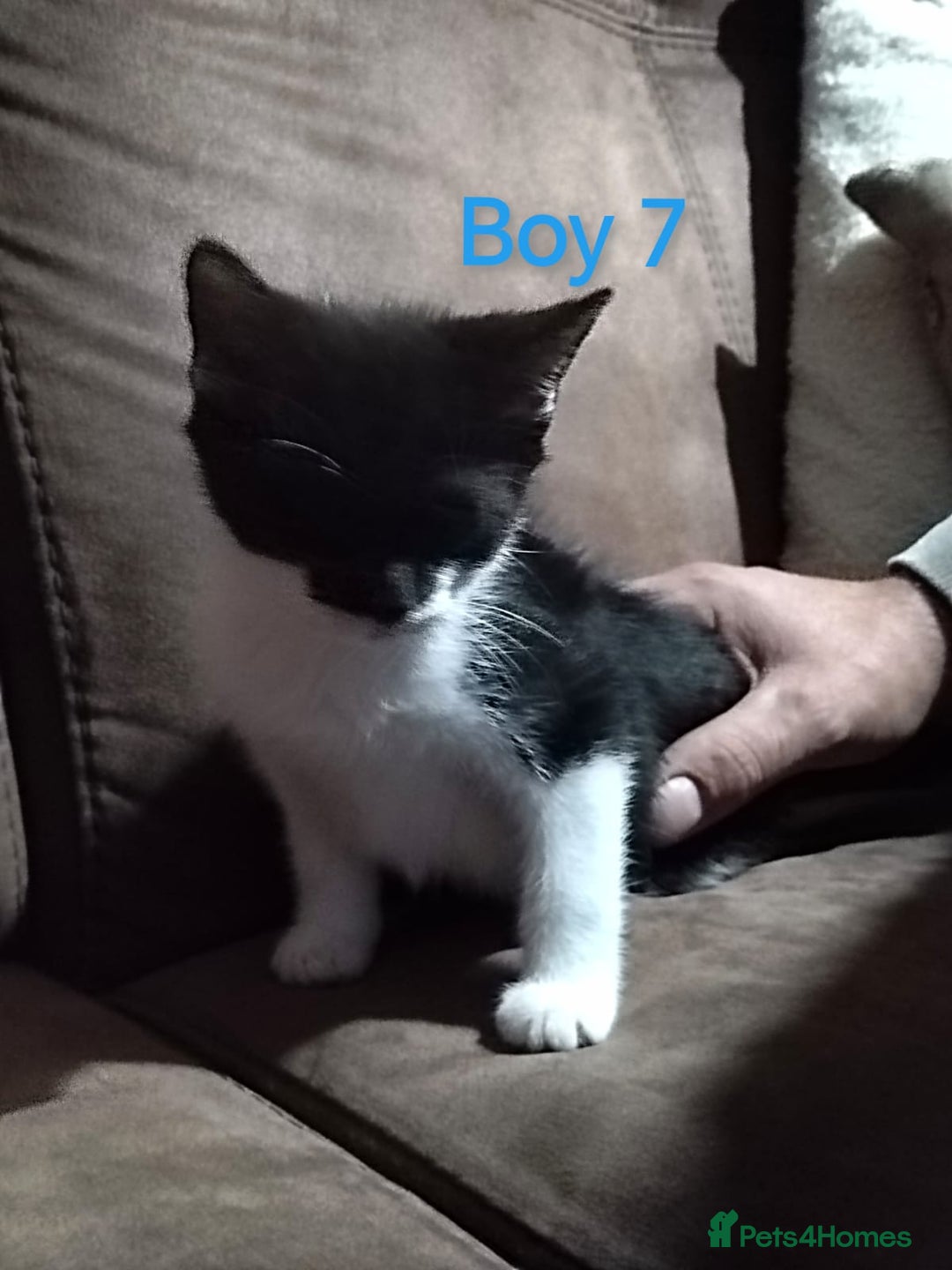 Mixed Breed cats for sale: 🩵kittens 🩵 - Image 2