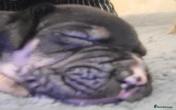 Presa Canario dogs for sale: Stunning litter of Presa Canario Puppies - Image 2